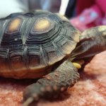 phoca_thumb_m_elva 12 Fotogalerie